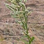 Veratrum album Habit