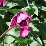 Tulipa agenensis Flower