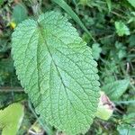 Stachys alpina ഇല