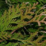 Thuja plicata Fuelha