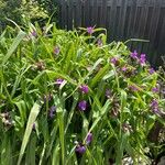 Tradescantia × andersoniana Flower