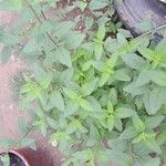 Lippia albaपत्ता