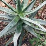 Aloe castanea List