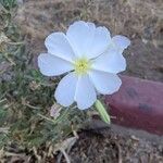 Oenothera albicaulis Çiçek