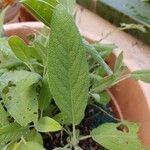 Salvia officinalisLeaf