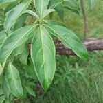 Cornus capitata Folha