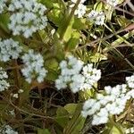 Valerianella dentata Fleur