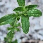 Sideritis romana Feuille