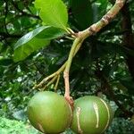 Ochrosia oppositifolia Fruit