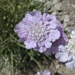 Lomelosia graminifolia Flower