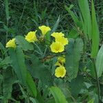 Merremia umbellata Levél