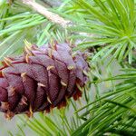 Larix decidua Flower