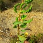 Rumex roseus Liść