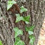 Hedera canariensis Leaf