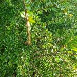 Cotoneaster nan-shan പുറംതൊലി