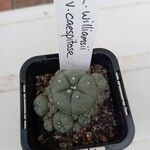 Lophophora williamsiiBlatt