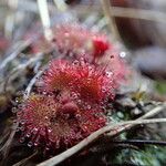 Drosera brevifolia Ліст