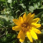 Wyethia angustifolia Flower