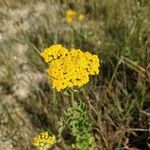 Achillea ageratum Цвят