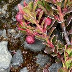 Gaultheria myrsinoides Plod