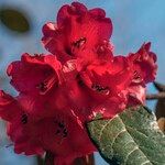 Rhododendron beanianum Blüte