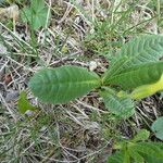 Primula elatior Leaf