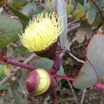 Eucalyptus preissiana Flower