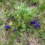 Gentiana acaulis Цветок