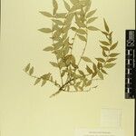 Zanthoxylum oxyphyllum Otro