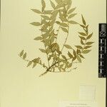 Zanthoxylum oxyphyllum ᱮᱴᱟᱜ