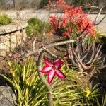 Adenium multiflorum Flower