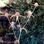 Eryngium campestre ശീലം