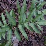 Phanerophlebia umbonata Habit