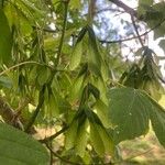 Acer negundo Fruit