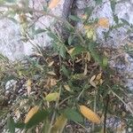 Helianthemum squamatum Hoja