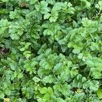 Erodium moschatum Leaf