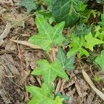 Hedera hibernica Hostoa