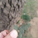 Prosopis cineraria Leaf