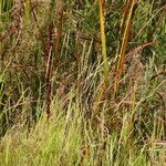 Agrostis exarata Hábito