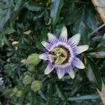 Passiflora caeruleaFiore