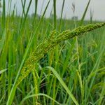 Echinochloa crus-galliFlor