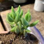 Crassula mesembryanthoides Hostoa