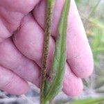 Succisella inflexa 葉