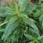 Epilobium tetragonum Habit