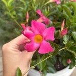 Mandevilla sanderiFlower