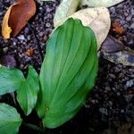 Kaempferia angustifolia List