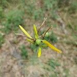Asphodeline liburnica Квітка