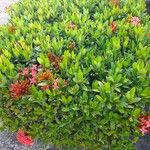 Ixora chinensis Hostoa