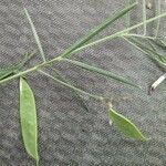 Vicia sicula Leaf