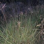 Bothriochloa bladhii 形态